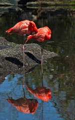 Bronx Zoo